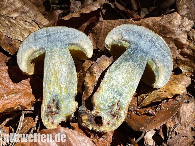 Schönfußröhrling, Caloboletus calopus