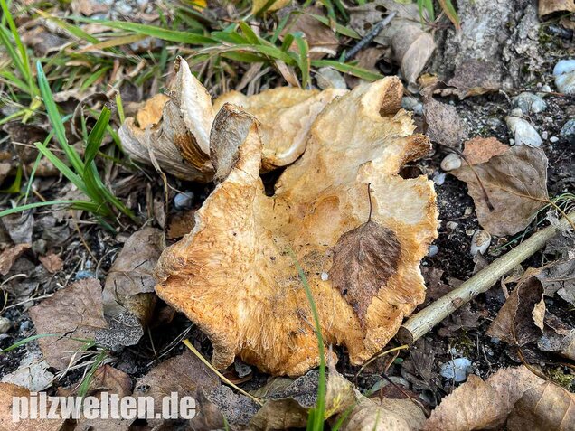 Tauber Reizker, Hypomyces lateritius