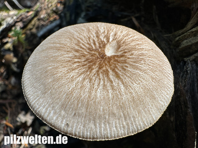 Verschiedenfarbiger Dachpilz, Pluteus plautus
