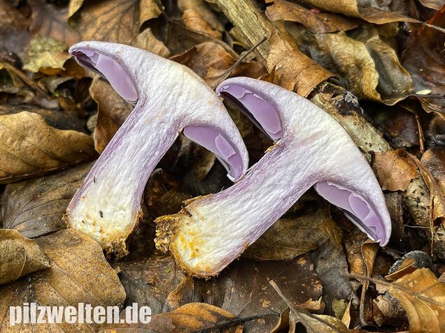 Violetter Rötelritterling, Lepista nuda