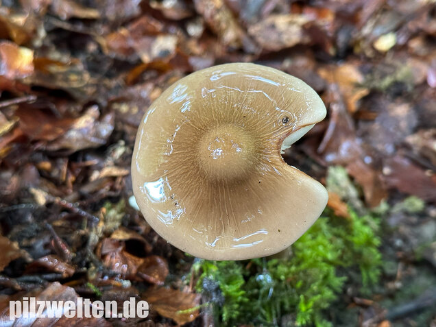 Wurzelnder Schleimrübling, Grubiger Wurzelrübling, Hymenopellis radicata