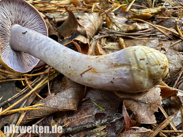 Zyanblättriger Klumpfuß, Cyanblättriger Klumpfuss, Thaxterogaster fulvo-ochrascens