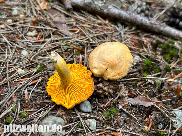 Bereifter Pfifferling, Blasser Nadelwaldpfifferling, Cantharellus subpruinosus