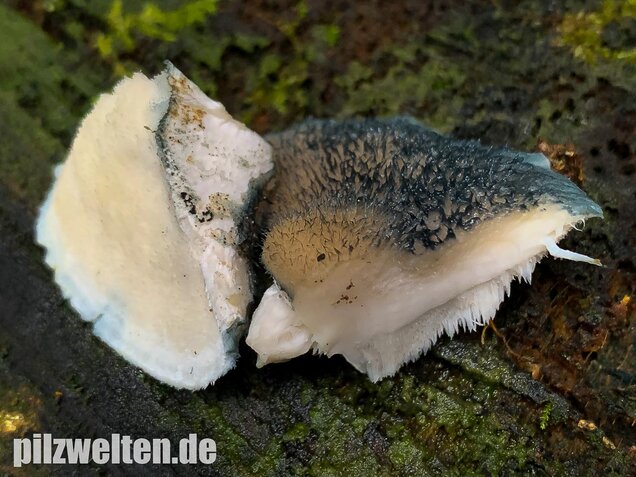 Blauender Saftporling, Postia caesia