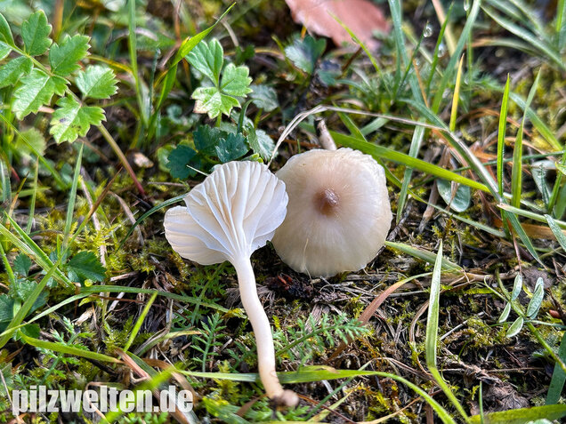 Dunkelscheibiger Ellerling, Hygrocybe virginea var. fuscescens