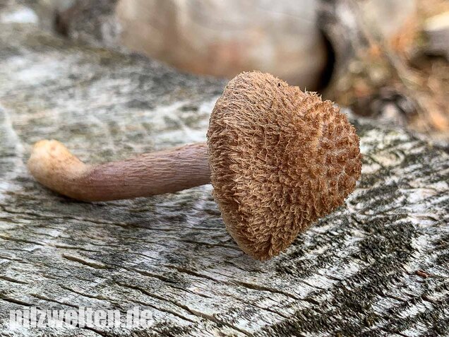 Braunvioletter Risspilz, Inocybe cincinnata var. major