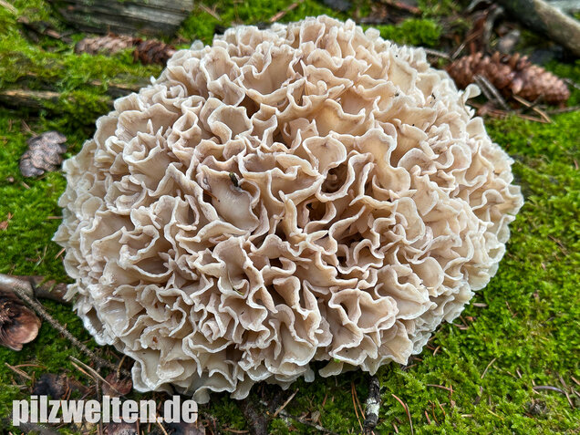 Breitblättrige Glucke, Sparassis brevipes