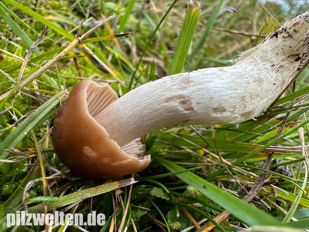 Dattelbrauner Ellerling, Cuphophyllus colemannianus