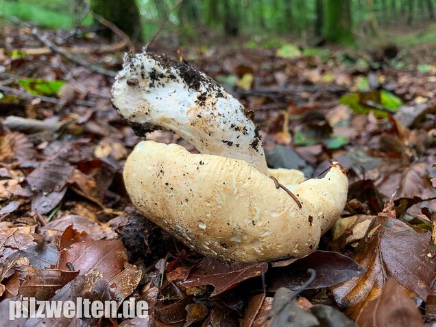 Dreifarbiger Krempentrichterling, Leucopaxillus compactus
