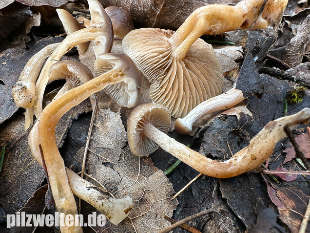 Fettigglänzender Häubling, Blätter-Scheinschüppling, Meottomyces dissimulans