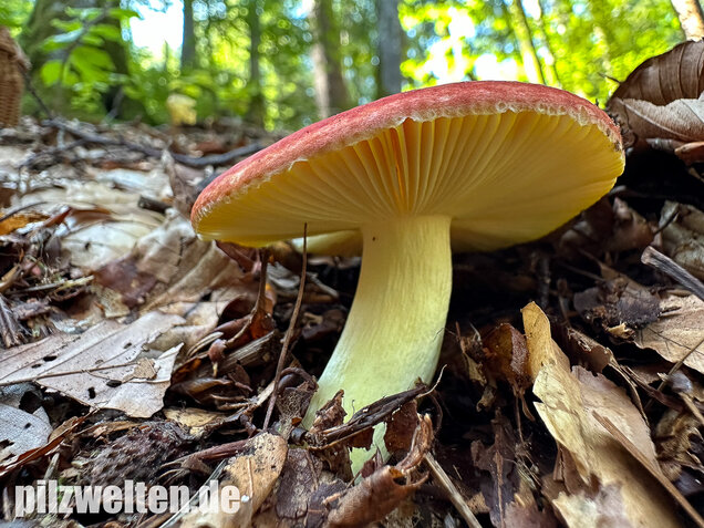 Goldtäubling, Russula aurea