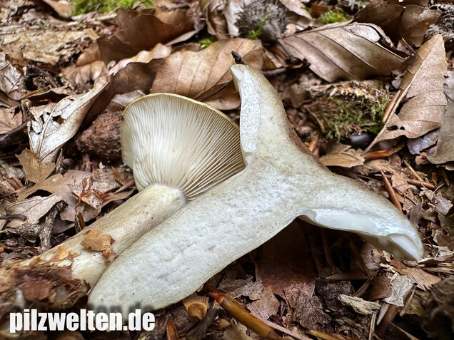 Graugrüner Milchling, Lactarius blennius