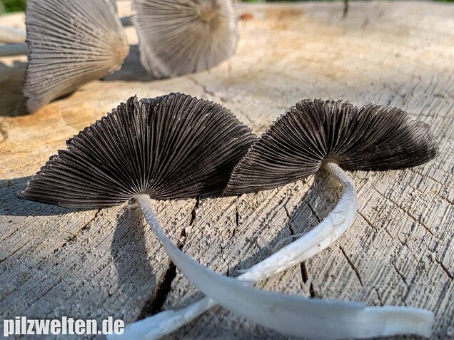 Hasenpfote, Coprinopsis lagopus