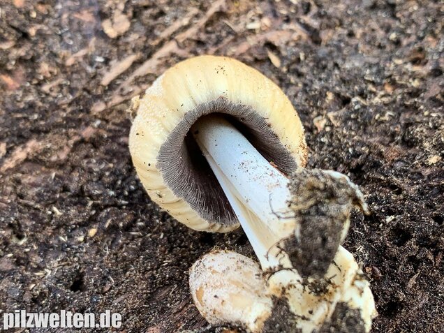 Haustintling, Coprinellus domesticus