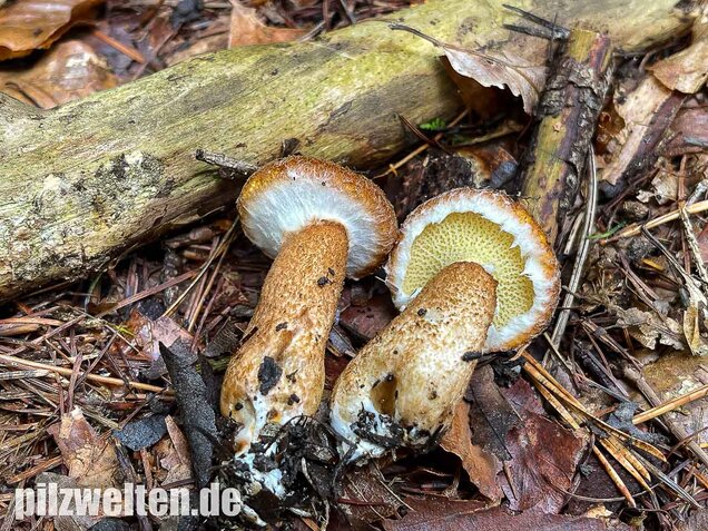 Hohlfußröhrling, Suillus cavipes