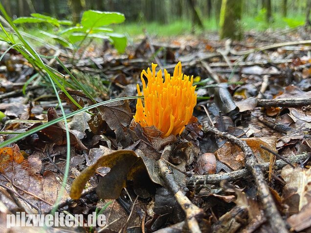 Klebriger Hörnling, Ziegenbart, Zwergerlfeuer, Calocera viscosa