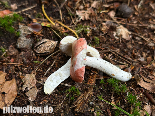 Kleiner Rosatäubling, Russula minutula