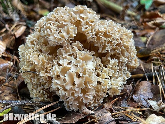 Krause Glucke, Sparassis crispa