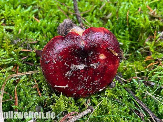 Lederstieltäubling, Russula viscida