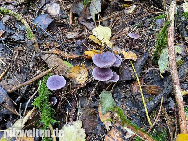 Lila Rettichhelmling, Mycena pura