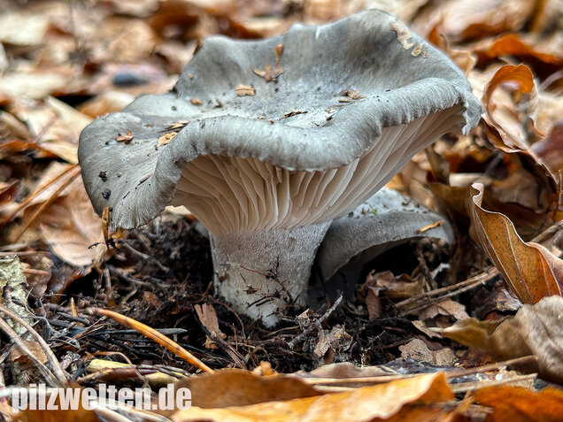 Märzschneckling, Märzellerling, Hygrophorus marzuolus