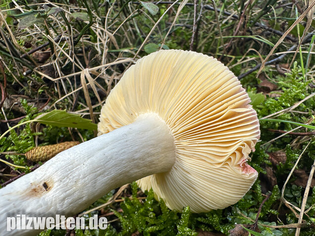 Milder Glanztäubling, Russula nitida