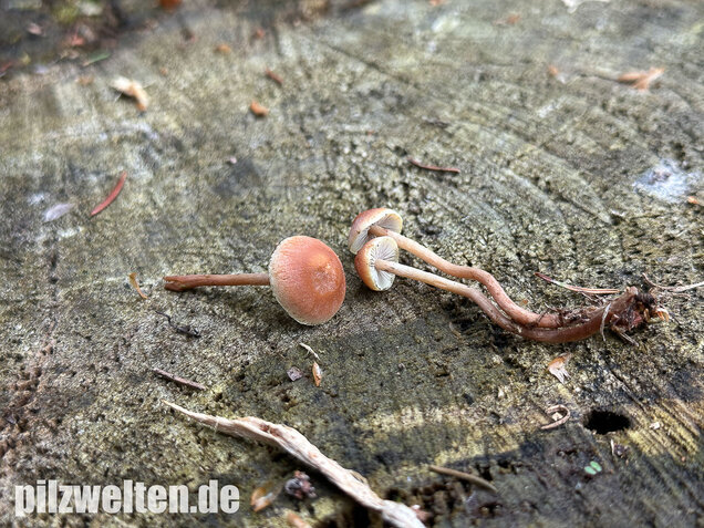 Natternstieliger Schwefelkopf, Hypholoma marginatum