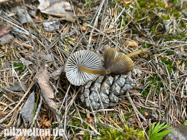 Grünschneidiger Helmling, Mycena viridimarginata