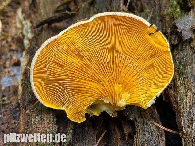 Orangeseitling, Phyllotopsis nidulans