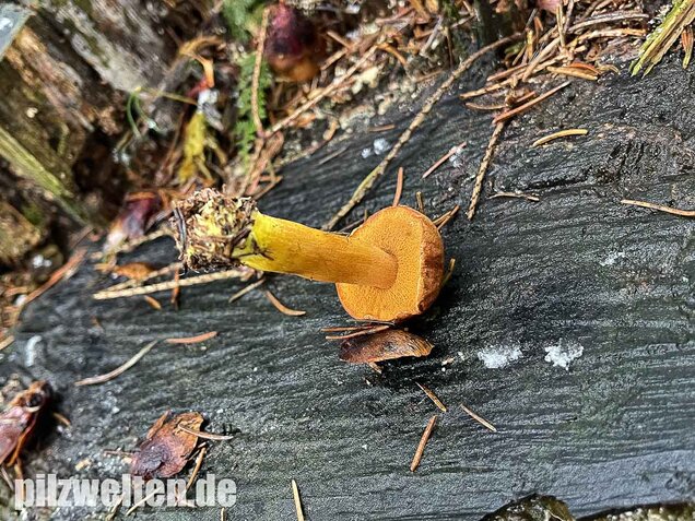 Pfefferröhrling, Chalciporus piperatus
