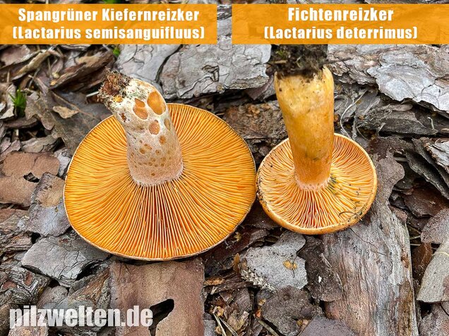 Spangrüner Kiefernreizker, Lactarius semisanguifluus