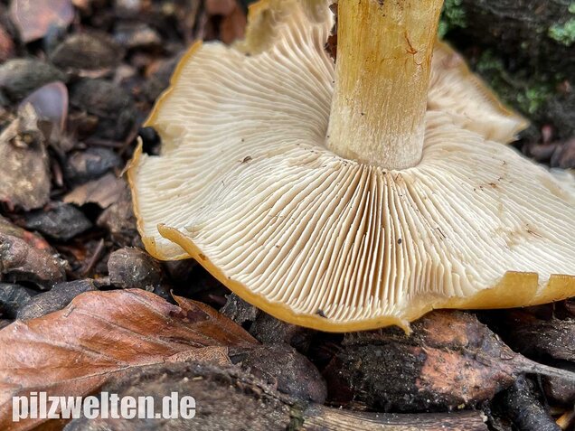 Sägeblättriger Klumpfuß, Cortinarius multiformis