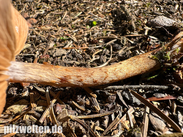 Schuppiger Dickfuß, Cortinarius pholideus