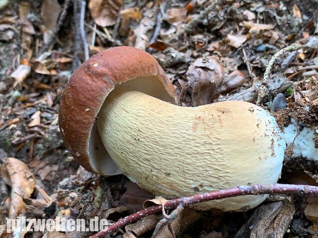 Sommersteinpilz, Boletus aestivalis