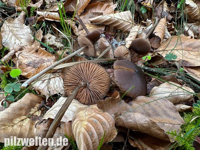 Traniger Rötling, Gebrechlicher Glöckling, Entoloma hirtipes