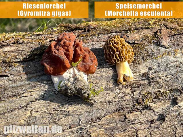 Speisemorchel, Morchella esculenta