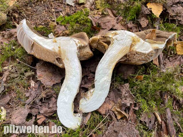 Vielverfärbender Birkenpilz, Leccinum variicolor