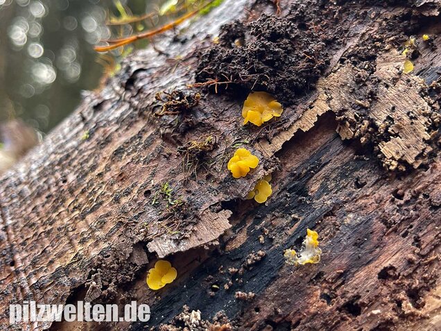 Weiden-Stängelbecherchen, Hymenoscyphus conscriptus