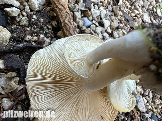 Weißer Büschelrasling, Leucocybe connata