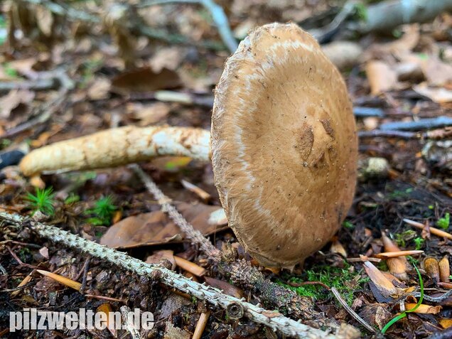 Wurzelnder Marzipanfälbling, Hebeloma radicosum