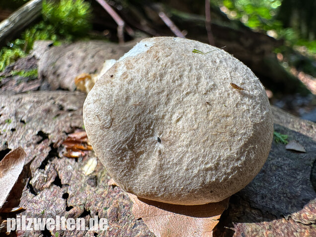 Berindeter Seitling, Pleurotus dryinus
