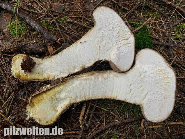 Beutelstäubling, Lycoperdon excipuliforme