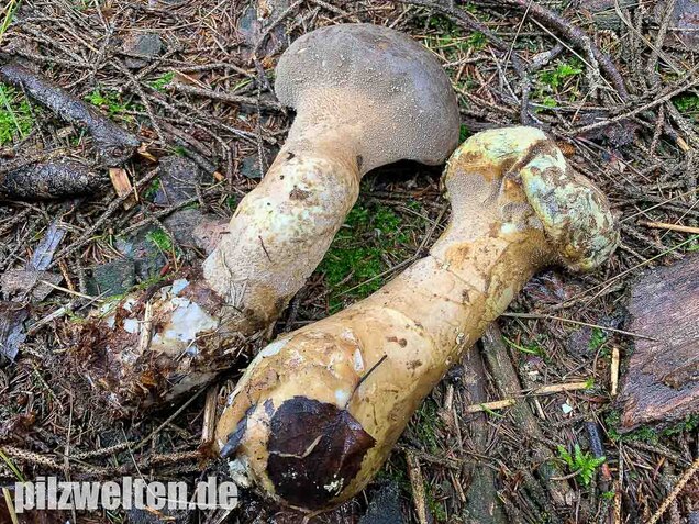 Beutelstäubling, Lycoperdon excipuliforme