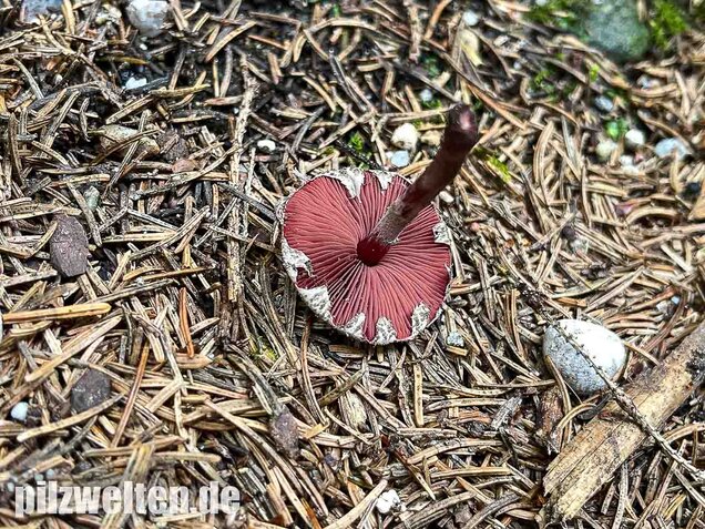 Blutblättriger Zwergschirmling, Melanophyllum haematospermum