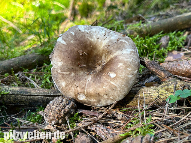 Dichtblättriger Schwärztäubling, Russula densifolia