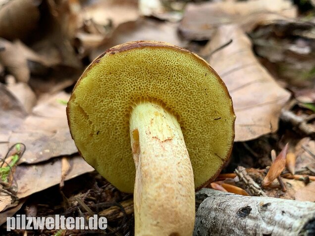 Ziegenlippe, Xerocomus subtomentosus
