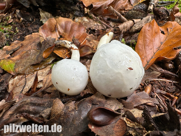 Elfenbeinschneckling, Hygrophorus eburneus