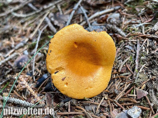 Falscher Pfifferling, Afterleistling, Hygrophoropsis aurantiaca