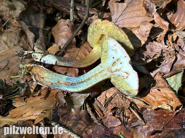 Falscher Rotfußröhrling, Düsterer Rotfußröhrling, Xerocomellus porosporus