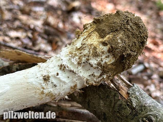 Fransiger Wulstling, Amanita strobiliformis